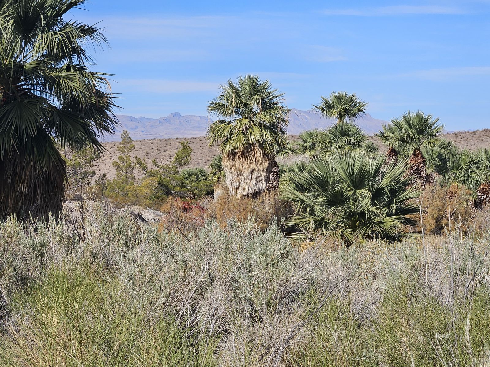 4855`  Gold Butte Rd