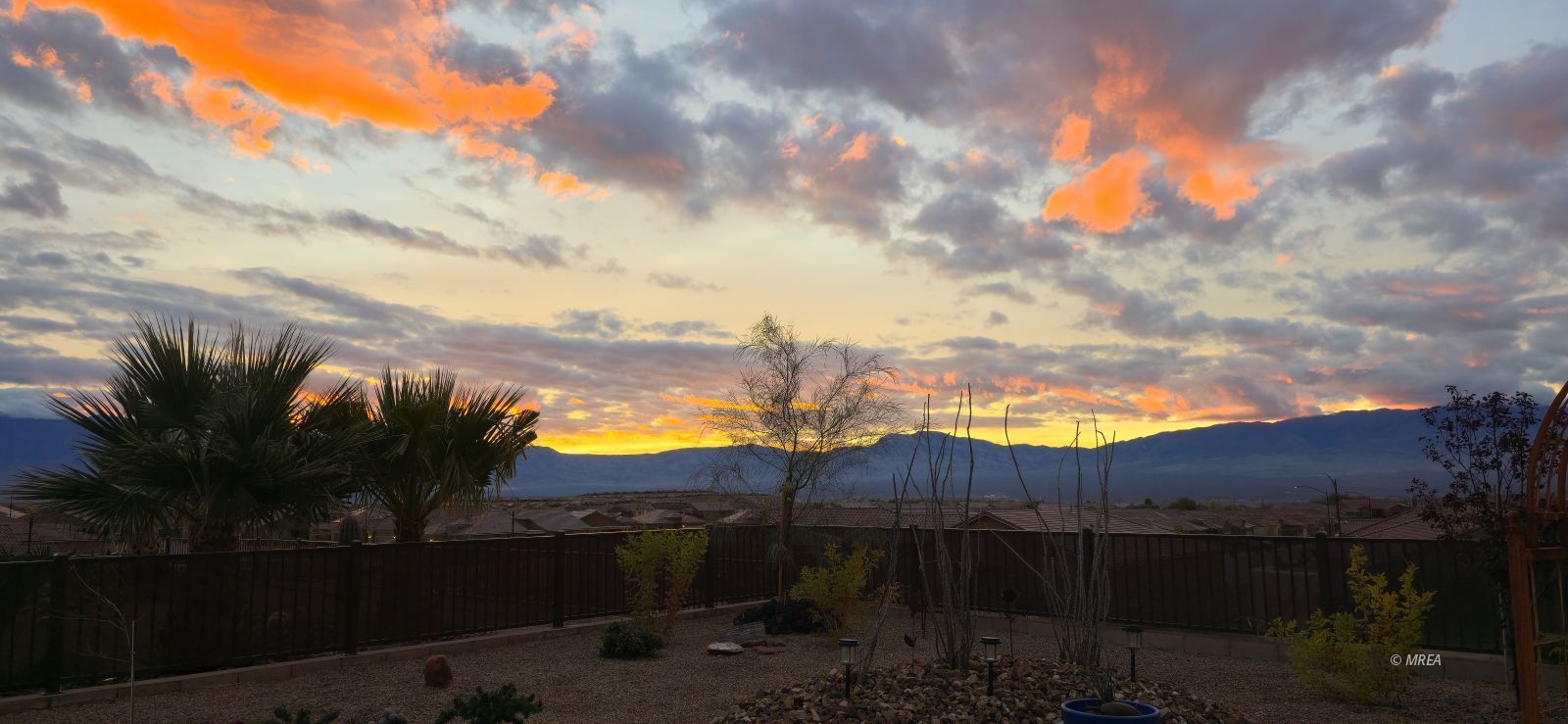 1480  Cactus Flower RDG 